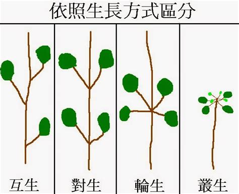 拱形门 葉子在莖或枝條上的生長位置 稱作什麼